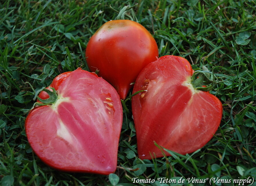 Tomato "Téton de Vénus" (Venus nipple), Томат Сосок Венеры